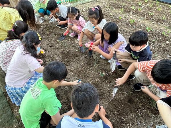 배추모종심기 (1,2학년)