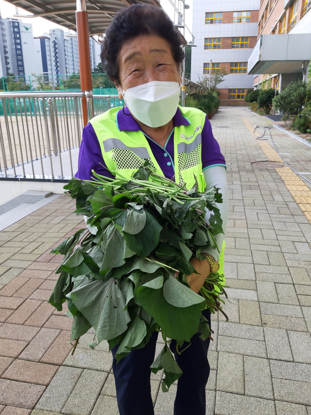 친환경고구마순따기 (7).jpg