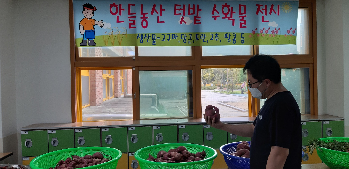 신기한 고구마 발견한 교감선생님.jpg